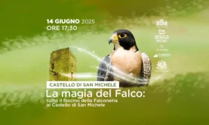 La magia del falco: tutto il fascino della falconeria al Castello di San Michele