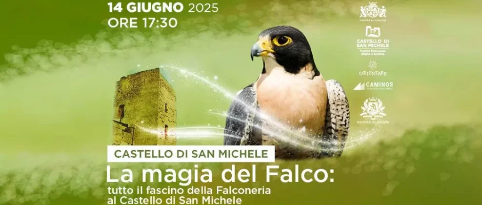 La magia del falco: tutto il fascino della falconeria al Castello di San Michele